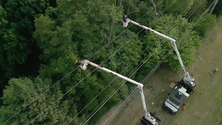 Best Hazardous Tree Removal  in Rockwell Place, TX